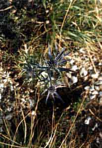 f010_c_m.jpg (40949 byte)