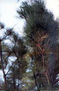 f011_c_m.jpg (29424 byte)
