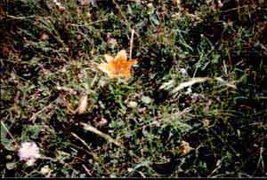 f018_c_m.jpg (56332 byte)