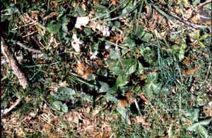 f019_c_m.jpg (57726 byte)