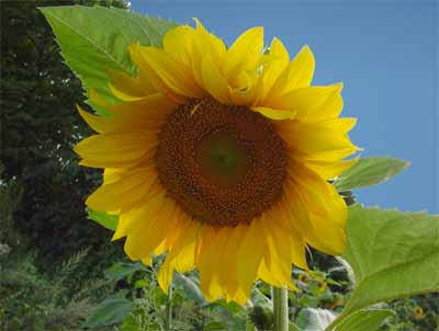 Girasole
